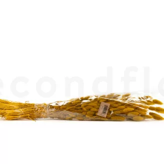 Lagurus Ovatus essiccato Honey Yellow