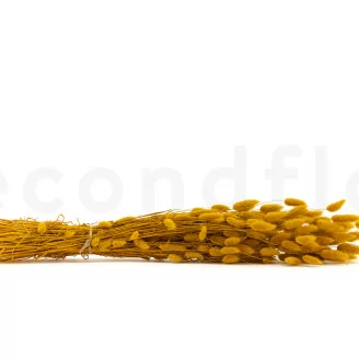 Dried Lagurus Ovatus Honey Yellow
