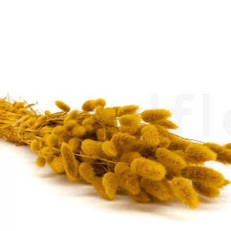Lagurus Ovatus essiccato Honey Yellow