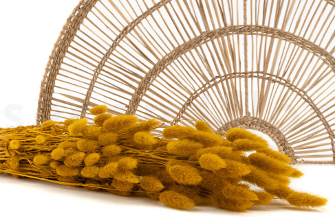 Lagurus Ovatus s&eacute;ch&eacute; - Bouquet - Honey Yellow