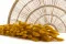 Getrockneter Lagurus Ovatus Honey Yellow 1