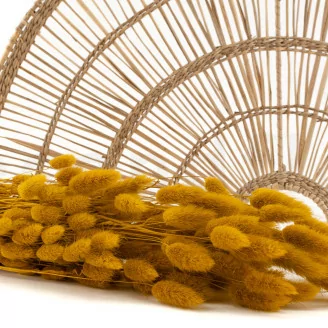 Lagurus Ovatus essiccato Honey Yellow