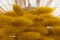 Lagurus Ovatus essiccato Honey Yellow 3