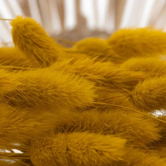 Dried Lagurus Ovatus Honey Yellow