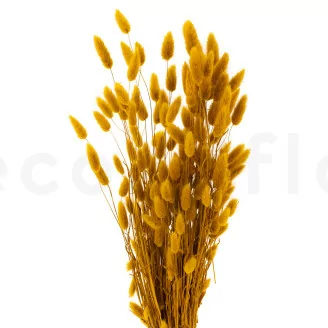 Lagurus Ovatus essiccato Honey Yellow