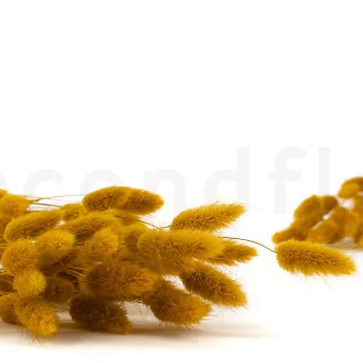 Getrockneter Lagurus Ovatus Honey Yellow