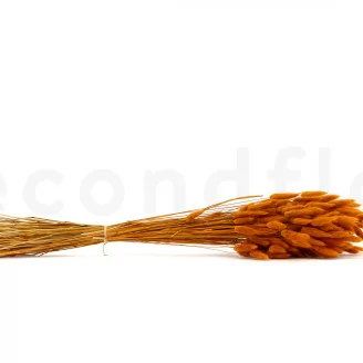 Dried Lagurus Ovatus Marmalade