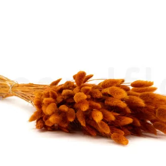 Dried Lagurus Ovatus Marmalade