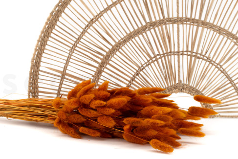 Lagurus Ovatus s&eacute;ch&eacute; - Bouquet - Marmalade