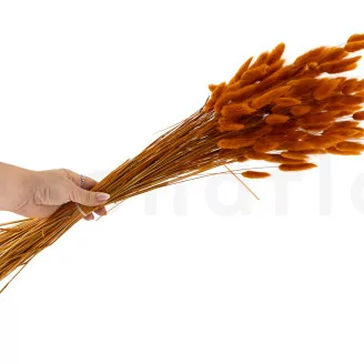 Lagurus Ovatus essiccato Marmalade