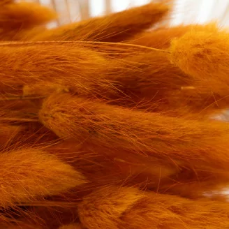 Dried Lagurus Ovatus Marmalade