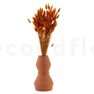 Lagurus Ovatus essiccato Marmalade