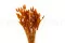 Getrockneter Lagurus Ovatus Marmalade 7