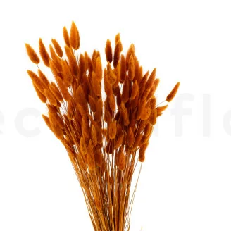 Dried Lagurus Ovatus Marmalade