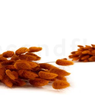 Getrockneter Lagurus Ovatus Marmalade
