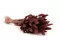 Getrockneter Lagurus Ovatus Terracotta 6
