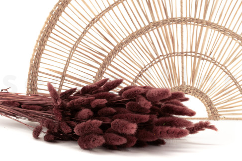 Lagurus Ovatus s&eacute;ch&eacute; - Bouquet - Terracotta