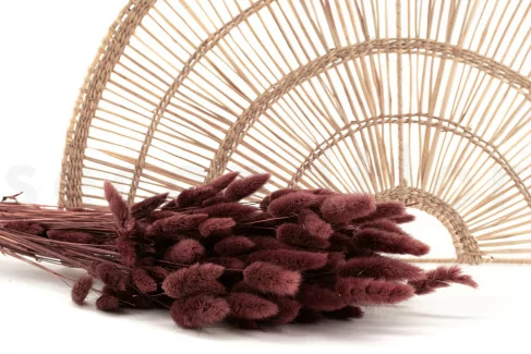 Lagurus Ovatus s&eacute;ch&eacute; - Bouquet - Terracotta