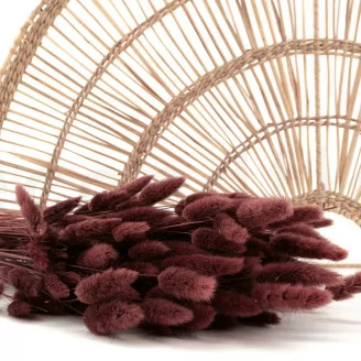 Dried Lagurus Ovatus Terracotta