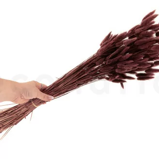 Dried Lagurus Ovatus Terracotta