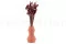 Lagurus Ovatus seco Terracotta 2
