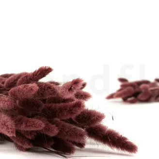 Dried Lagurus Ovatus Terracotta