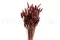 Dried Lagurus Ovatus Terracotta 8