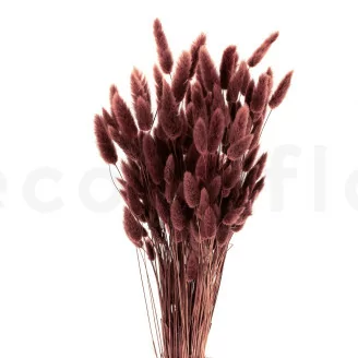 Getrockneter Lagurus Ovatus Terracotta