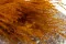 Fine grass seco Marmalade 3