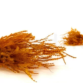 Dried Fine grass Marmalade