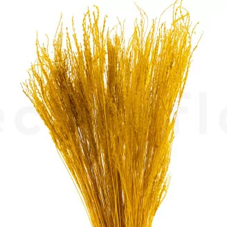 Dried Fine grass Honey Yellow