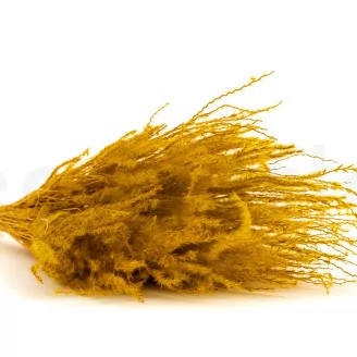 Dried Fine grass Honey Yellow