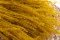 Fine grass seco Honey Yellow 3