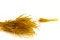 Fine grass essiccata Honey Yellow 8