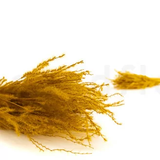 Fine grass essiccata Honey Yellow