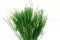 Getrocknetes Fine Grass Eden Green 6