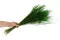 Fine grass essiccata Eden Green 4