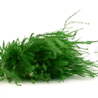 Fine grass seco Eden Green