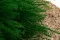 Getrocknetes Fine Grass Eden Green 3