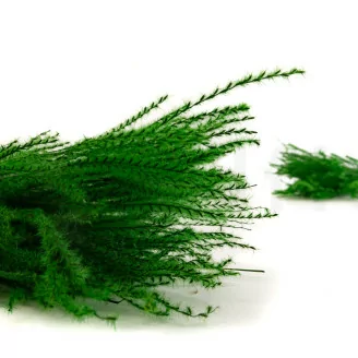 Dried Fine grass Eden Green