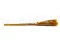 Dried Mini Pampa Honey Yellow (x20) 9