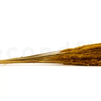 Dried Mini Pampa Honey Yellow (x20)