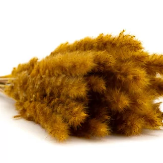 Dried Mini Pampa Honey Yellow (x20)