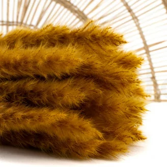 Mini Pampa seca Honey Yellow (x20)