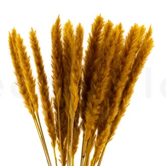 Dried Mini Pampa Honey Yellow (x20)