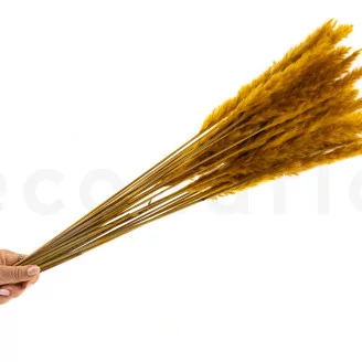 Dried Mini Pampa Honey Yellow (x20)