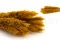Mini Pampa seca Honey Yellow (x20) 8