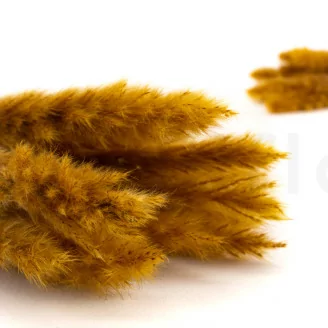 Mini pampa essiccata Honey Yellow (x20)