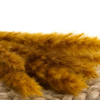 Getrocknete Mini-Pampa Honey Yellow (x20)