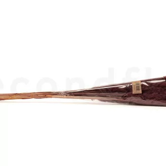 Mini pampa essiccata Terracotta (x20)